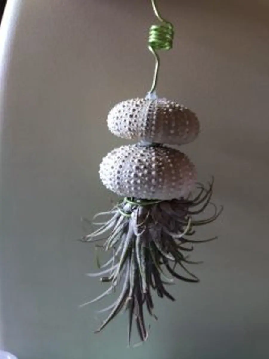 Floristería Bambú Sevilla