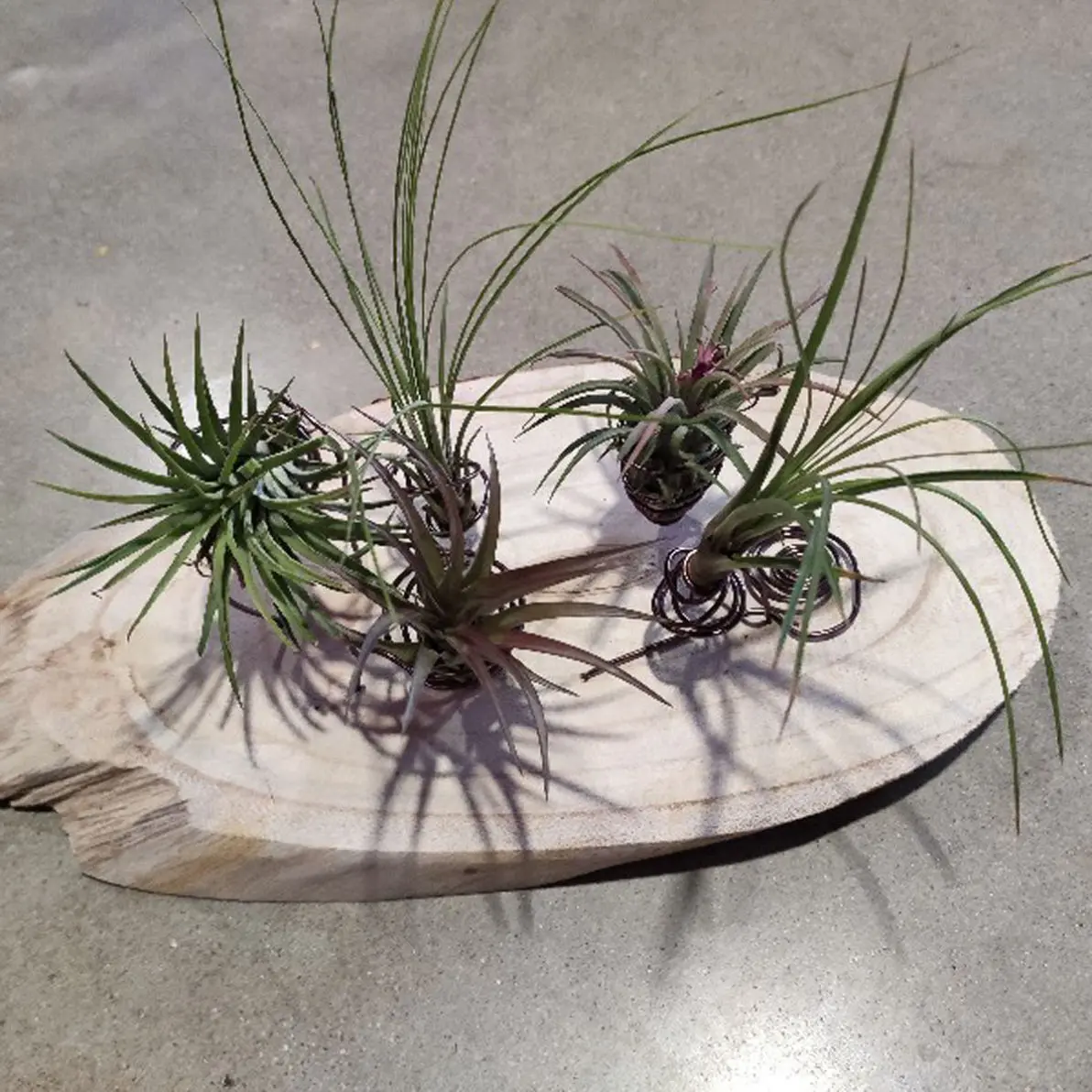 Floristería Bambú Sevilla