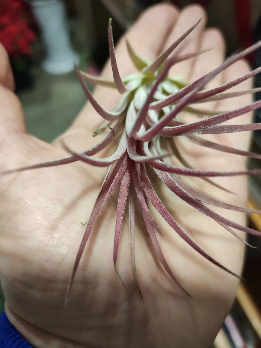 Floristería Bambú Sevilla